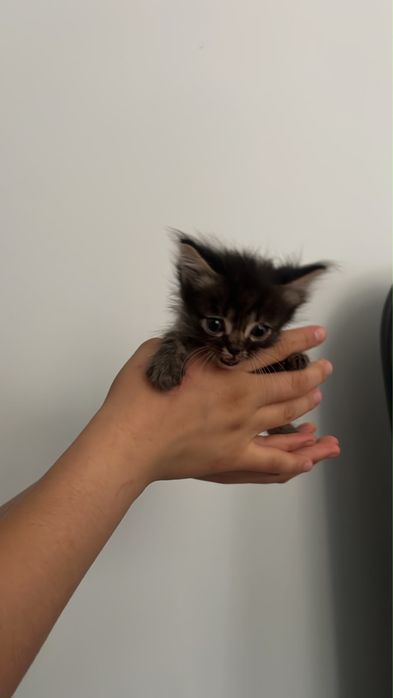 Котенки в добрые руки
