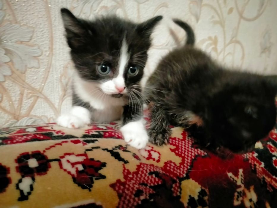 Отдам котят в добрые руки