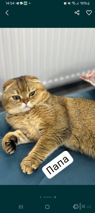 Шотландская вислоухая скоттиш фолд мальчик окрас золотая шиншилла