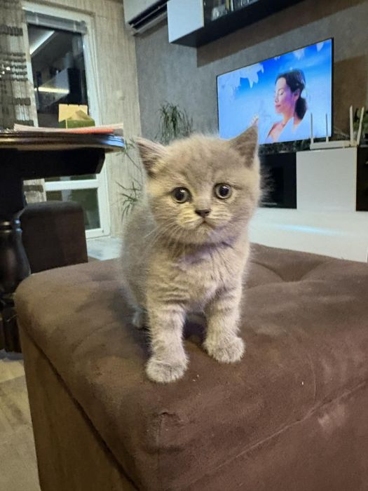 Британска късокосместа