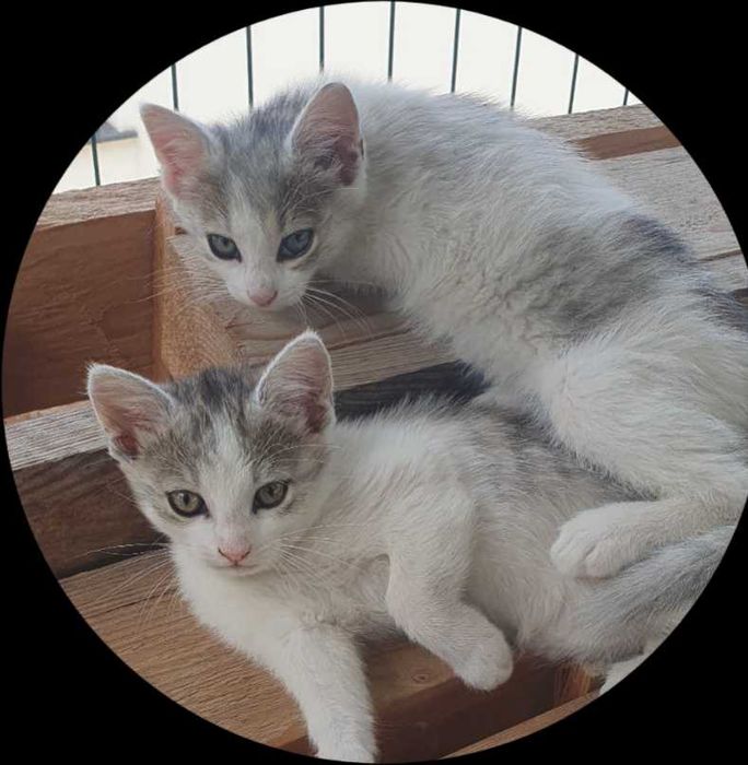 Pisicute pentru adoptie