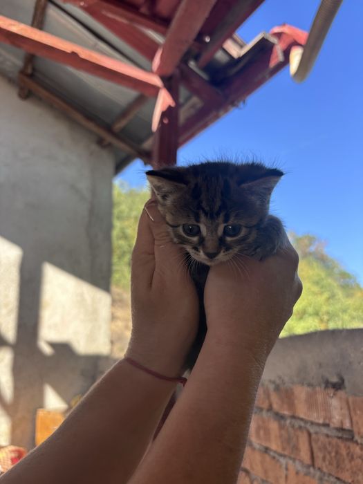 котета на един месец