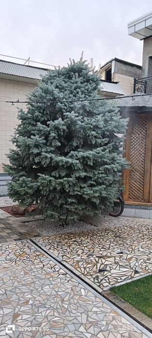 Продается голубая ель 3.5метра.