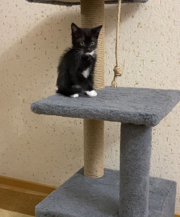 Домик для кошки новый