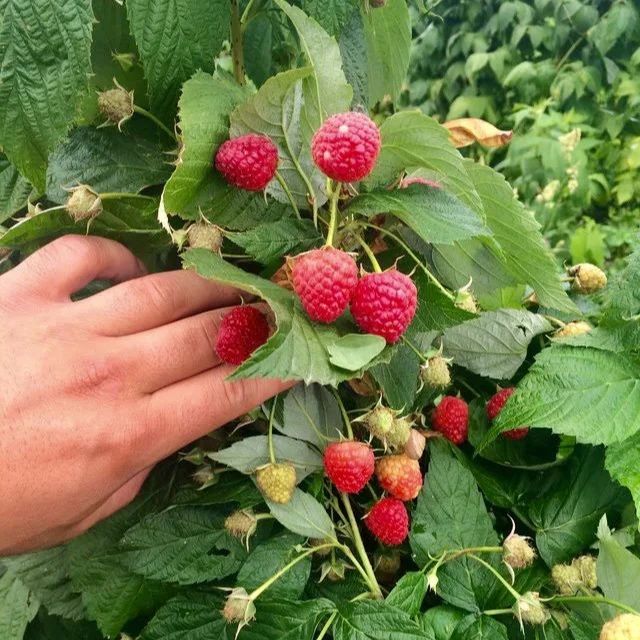 Butasi Zmeura Polka si Butasi mure thonfree