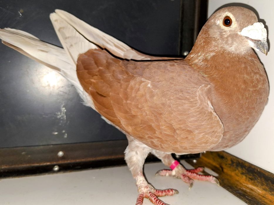 Porumbei de vânzare