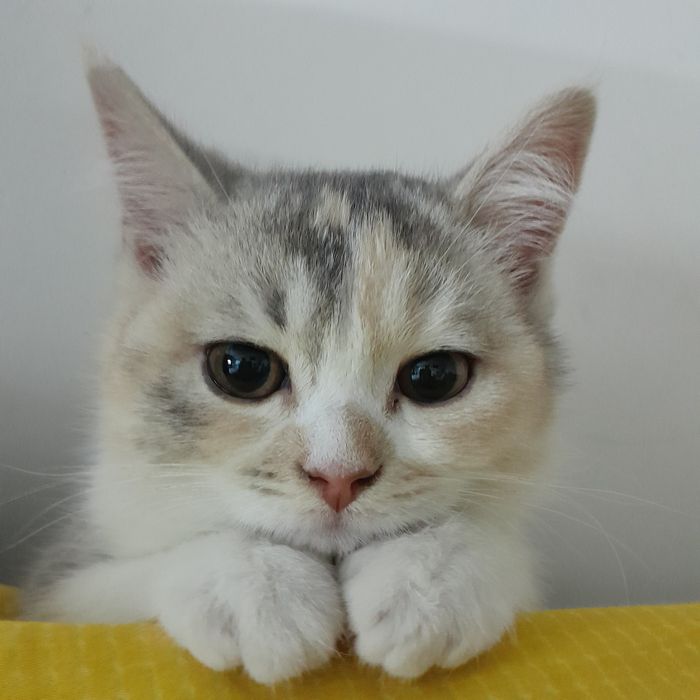 Продается котенок девочка