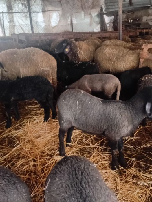 Vând oi cu mieii rel la tel