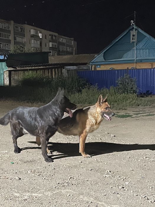 Собака Немецкая овчарка