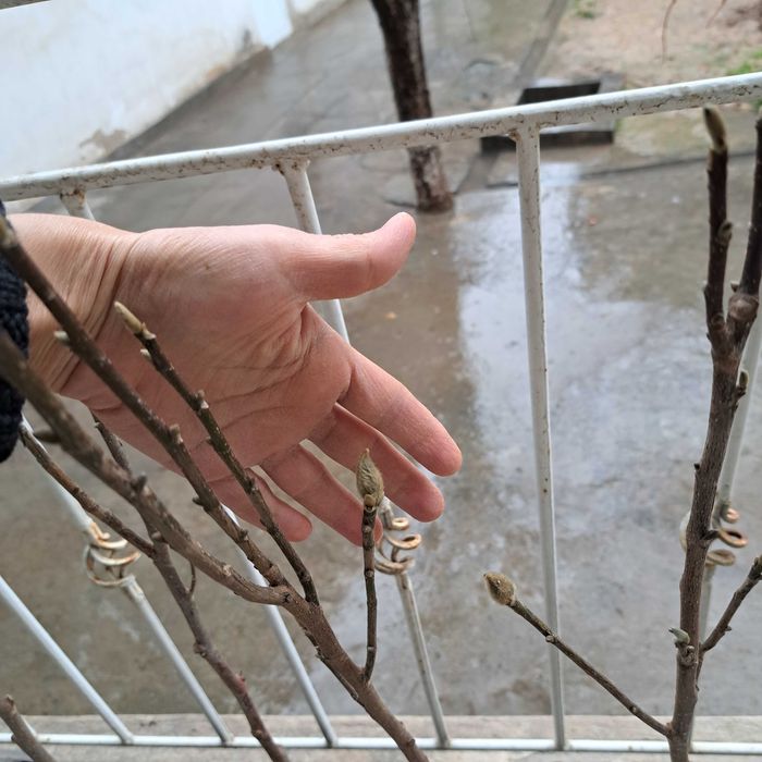 Магнолия листопадная гибридная