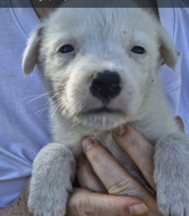 Adopție pui catel