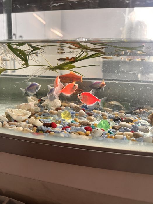 Аквариум с рыбками
