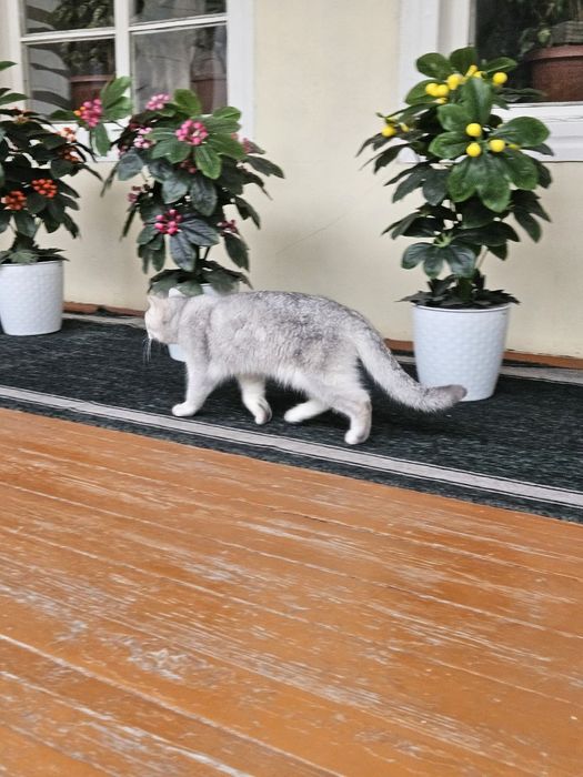 Britanskiy Shinshila qiz mushuk sotiladi