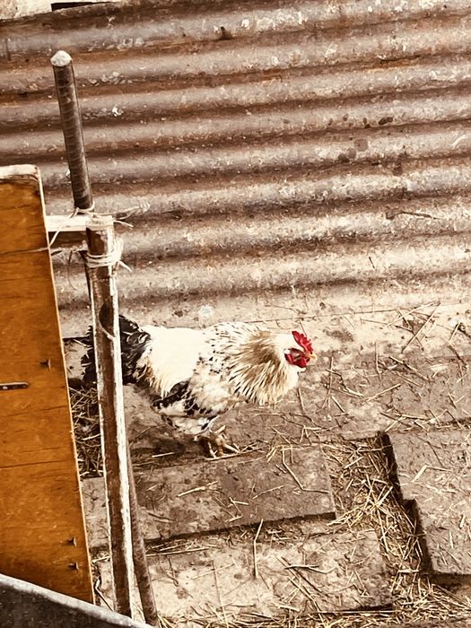 куры домашние несушки