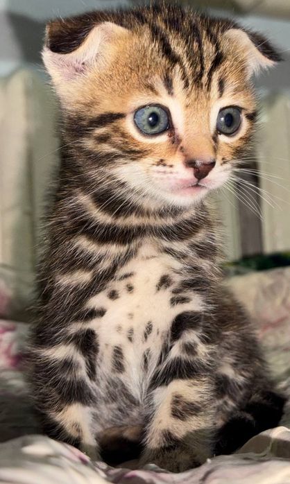 Бегалский мушуклар