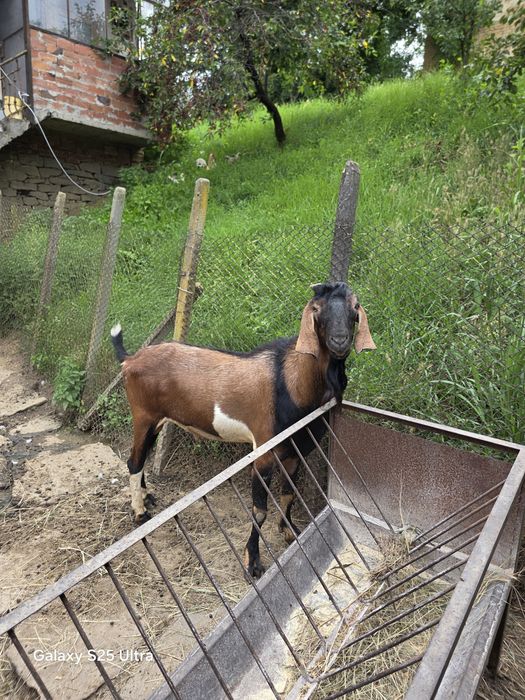 Продавам Англонубийски пръч