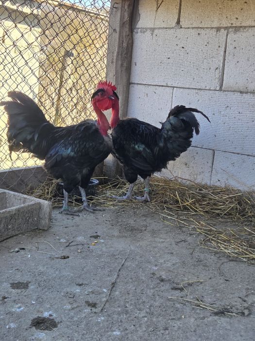 Cocosi Gat Golas de Transilvania