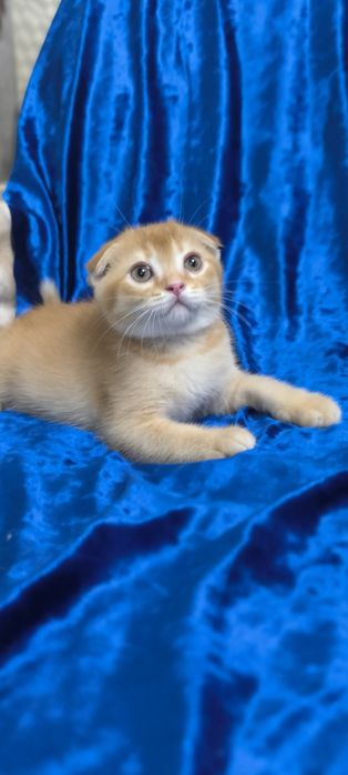 Котята Британская короткошерстная