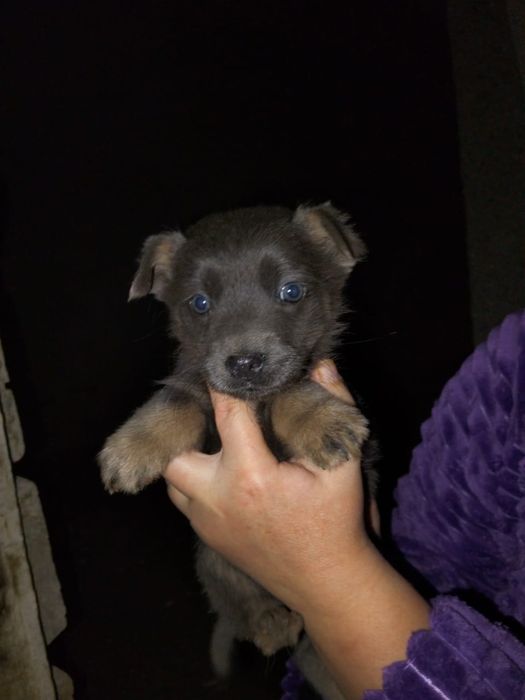 Отдам щенят в добрые руки