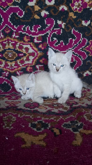 Отдам котят бесплатно