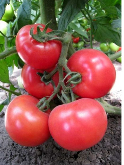 Продаётся рассада