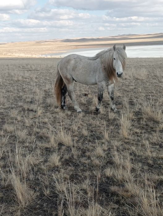 Айгыр сатам сегіз жасар