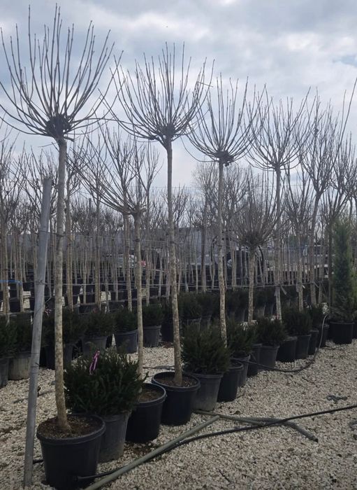 Plante ornamentale