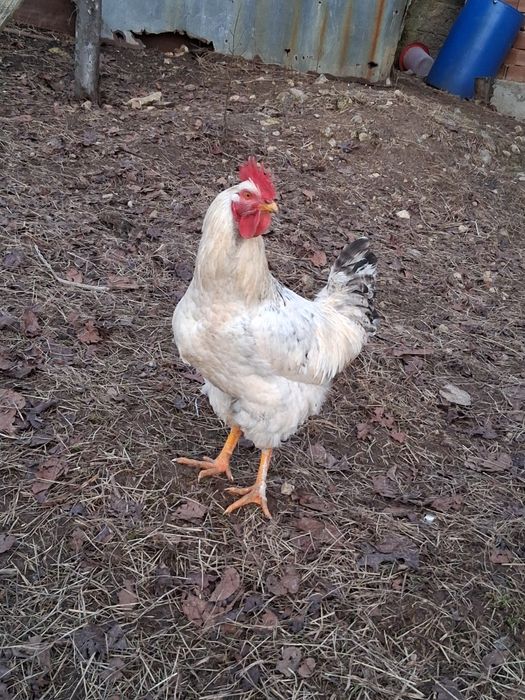 Продавам петли на 8-9 месеца