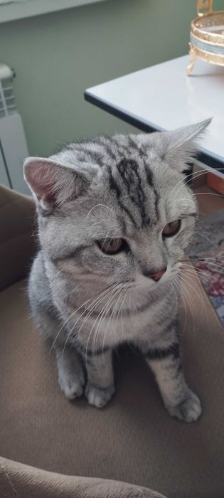 Продаётся кот Риччи