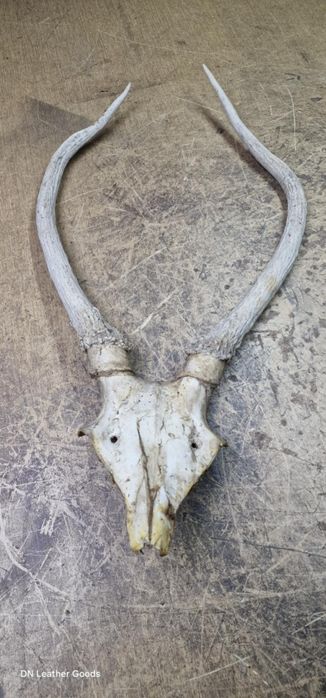 Разни рога еленови