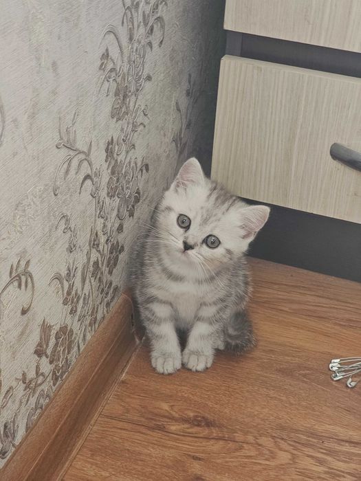 Продаются котята