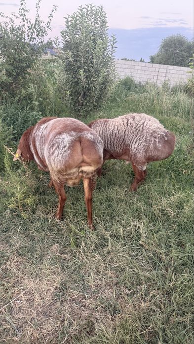 Кошкар 1 жарым жасар