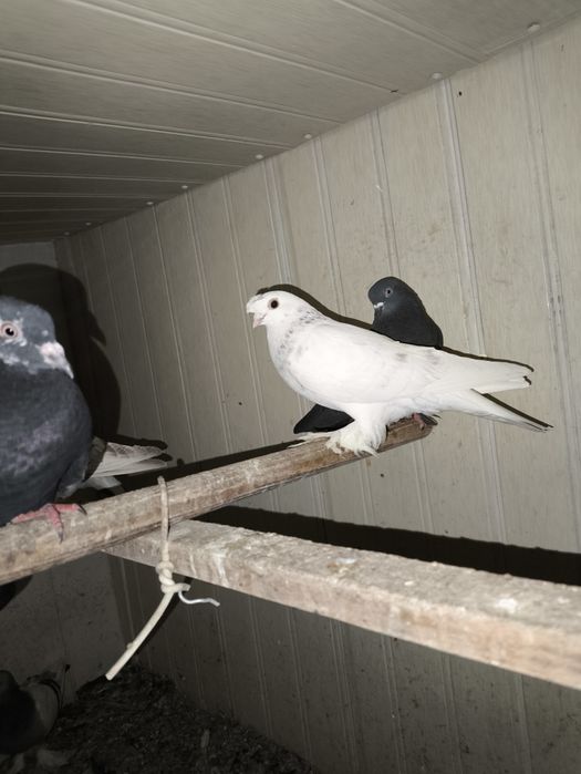 Qush:Kaptarlar sotiladi