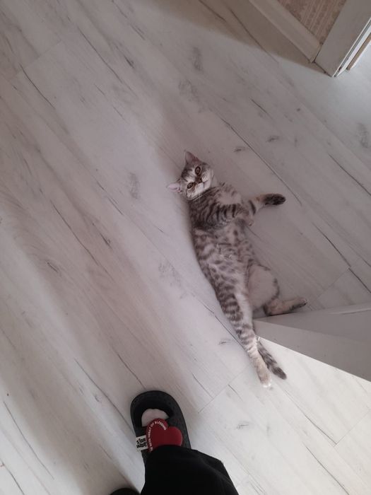 Шотландский кошка