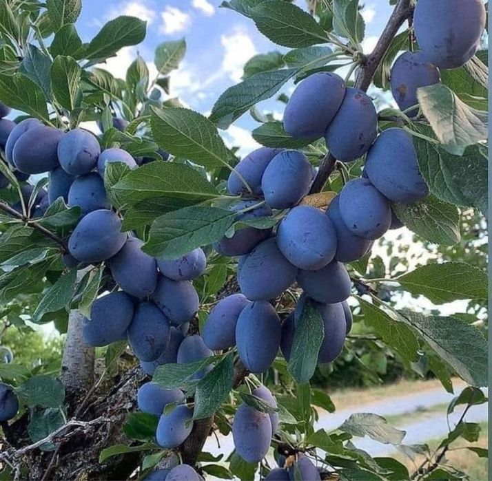 8,7 гектар бог сотилади