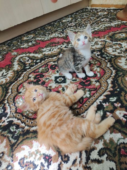 Котята девочка и мальчик
