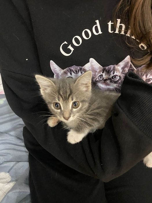 Лучшие Котятки ждут вас