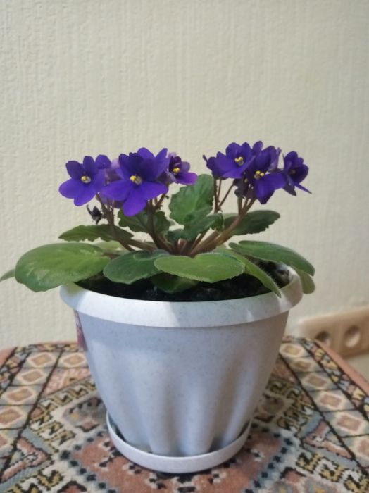 Продам цветы