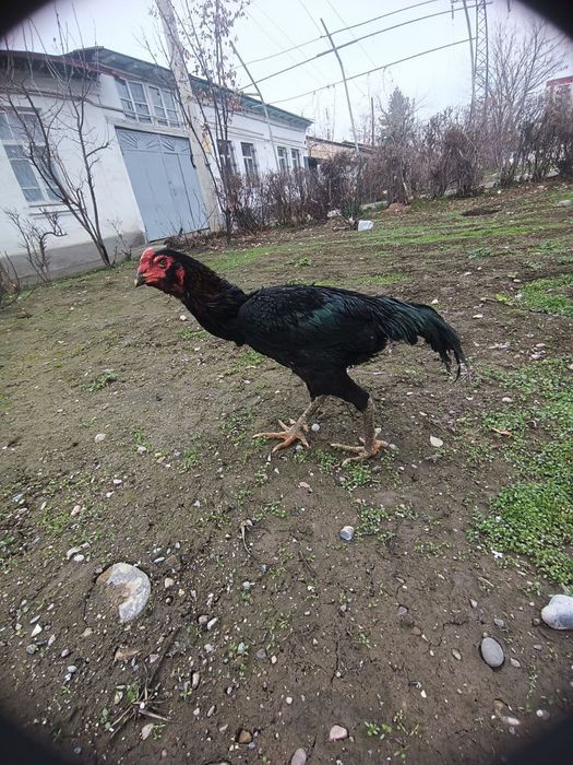 Dakan xoroz antikvar toshi qeyshiq