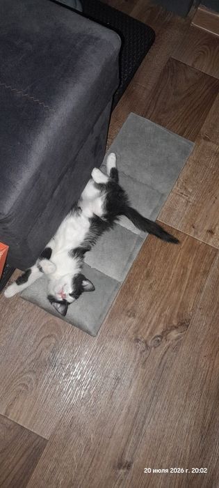 Отдам в добрые руки