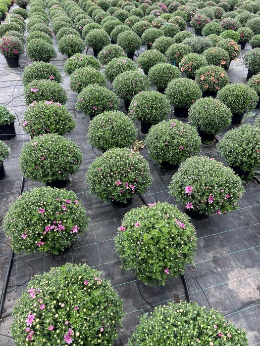 Vând crizanteme multiflora mari