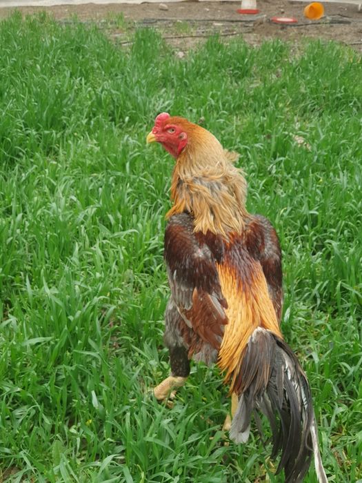 Dakan joja tuxum