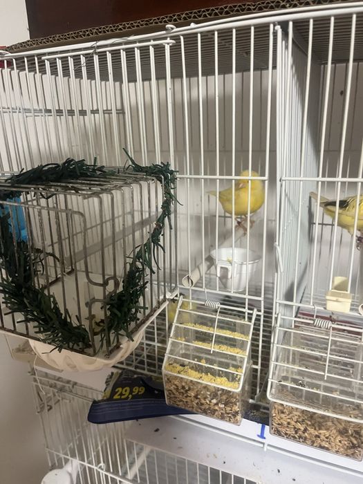 Canari cauta alta casa