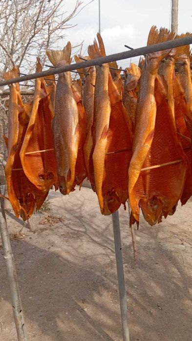 Форель Иссык кульская