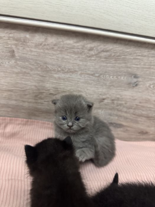 Шотлатский вислоухий кот