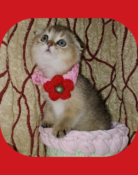 Скоттиш Фолд девочка золотая тикированная Шиншила