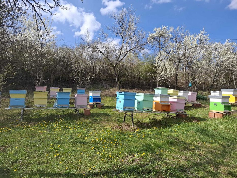 Familii albine de vanzare