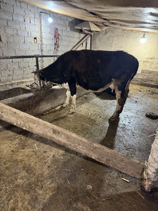 Ona bola sgir sotladi