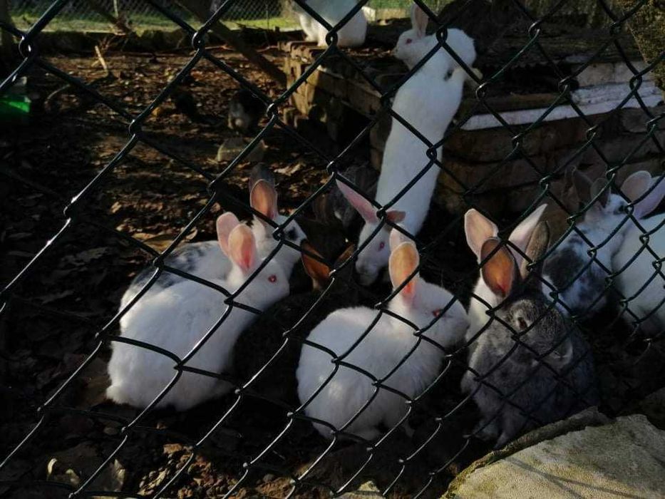 Заици всякакъв размер.