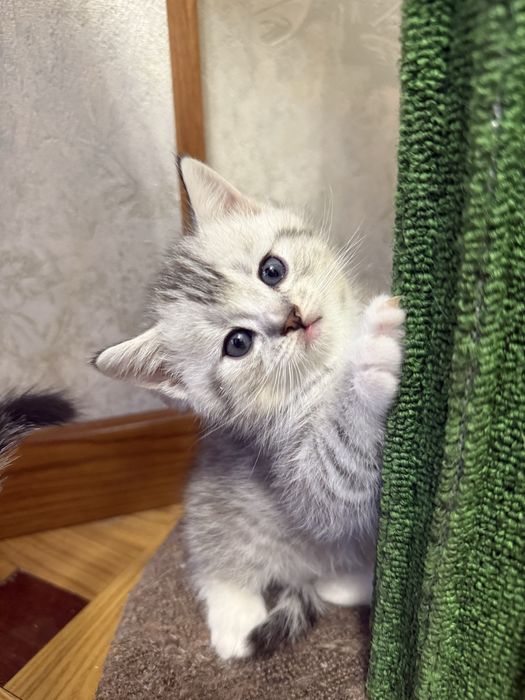 Шотландские котята!